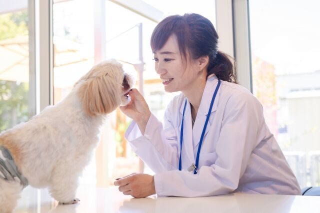 獣医師による「24時間無料ペット健康相談」サービス
