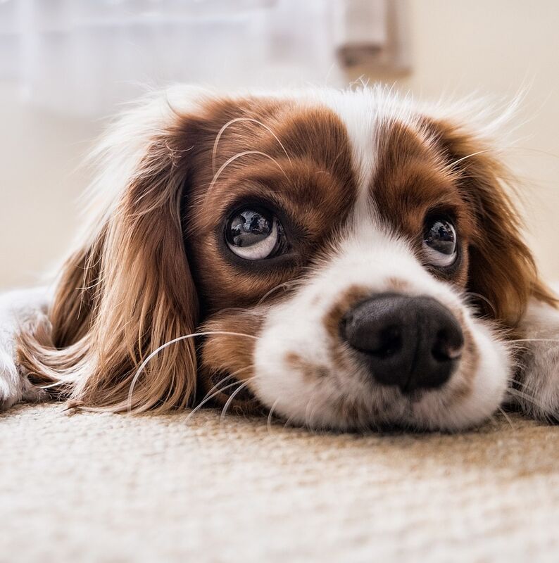 puppy-2785074_1280