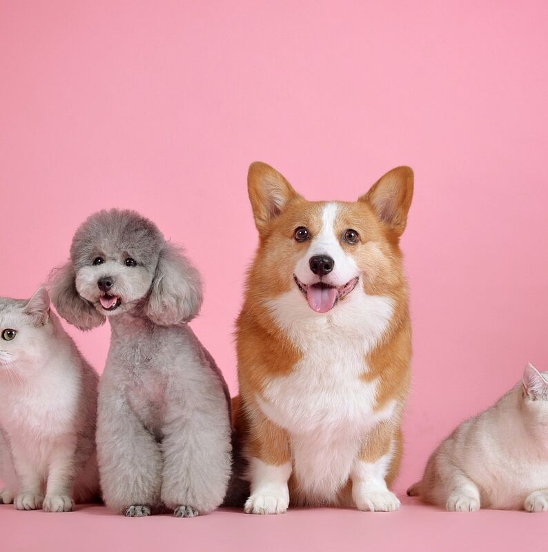 pets-3715733_1280
